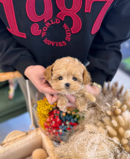 Maltipoo - Evelyn(Female) - Beautiful puppy teacup puppy with adorable features available for adoption from Velydog