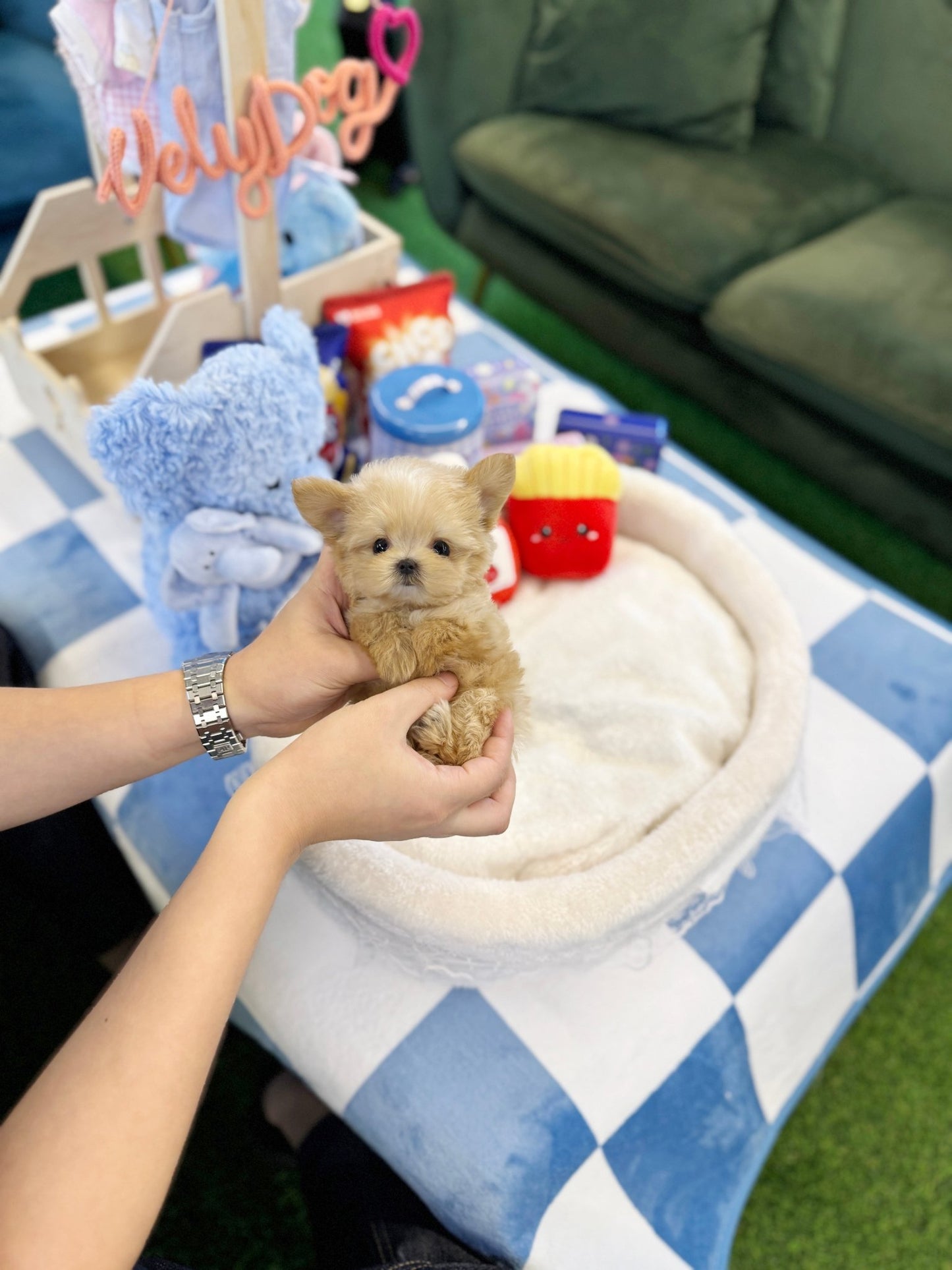 Maltipoo - Fancy(Female) - Beautiful puppy teacup puppy with adorable features available for adoption from Velydog