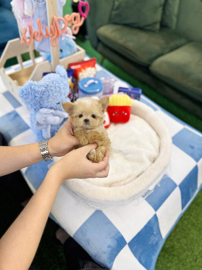 Maltipoo - Fancy(Female) - Beautiful puppy teacup puppy with adorable features available for adoption from Velydog