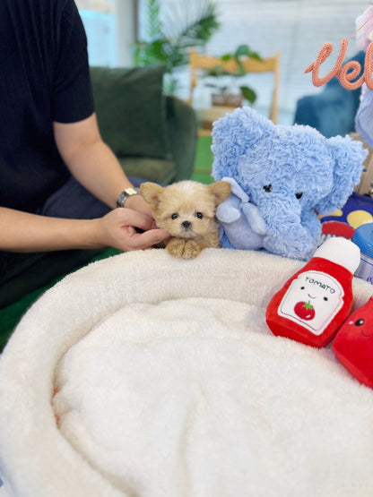 Maltipoo - Fancy(Female) - Beautiful puppy teacup puppy with adorable features available for adoption from Velydog