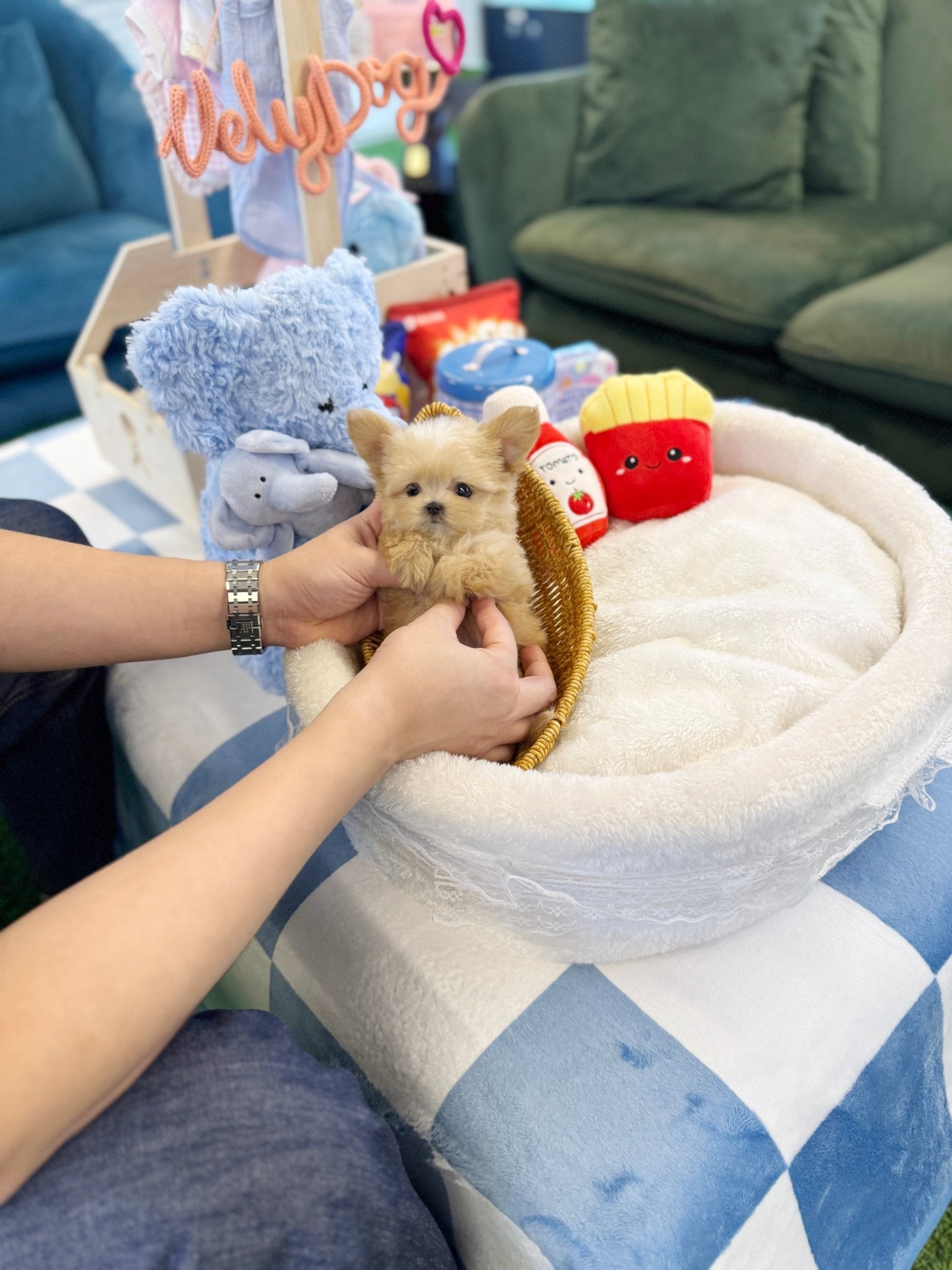 Maltipoo - Fancy(Female) - Beautiful puppy teacup puppy with adorable features available for adoption from Velydog