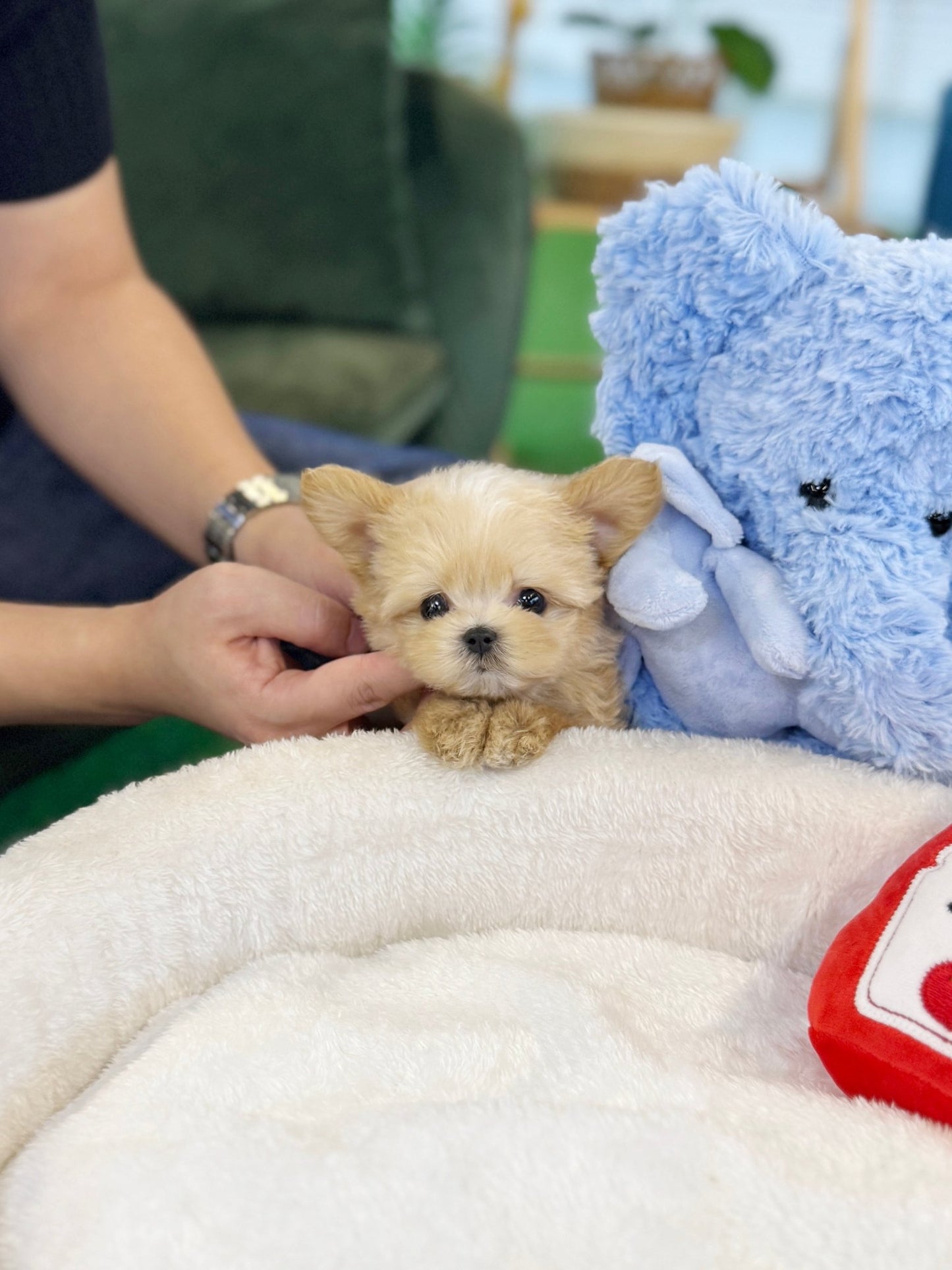 Maltipoo - Fancy(Female) - Beautiful puppy teacup puppy with adorable features available for adoption from Velydog