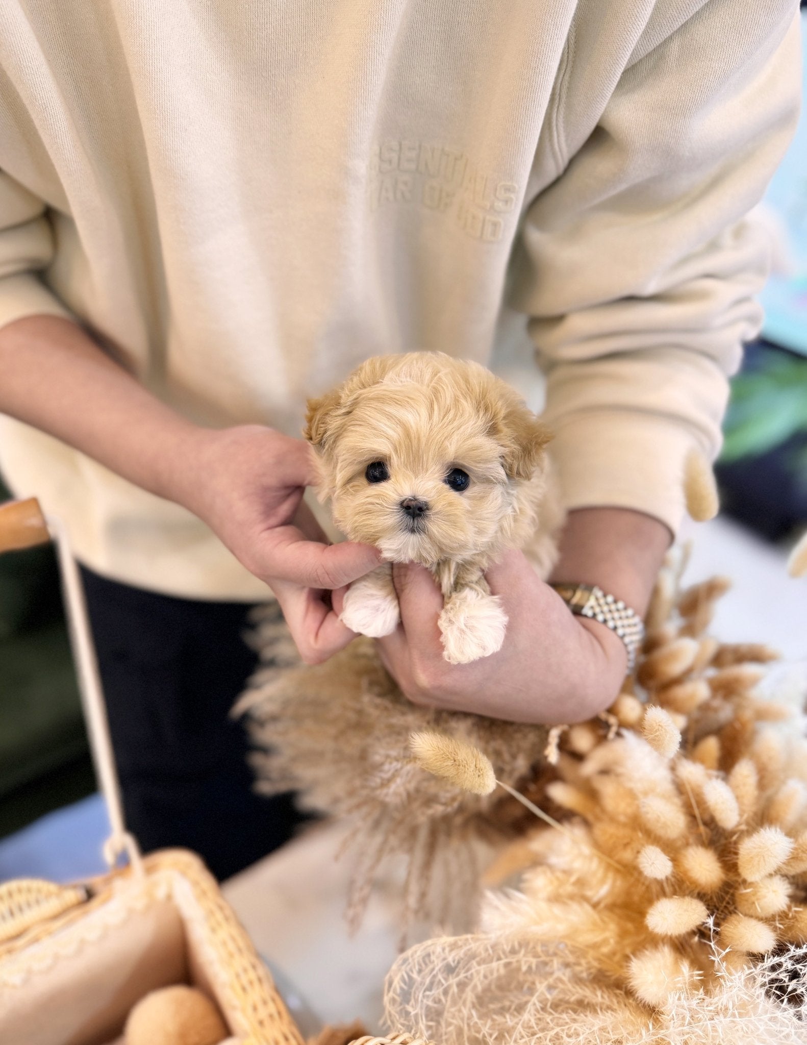 Maltipoo - Ferris(Female) - Beautiful puppy teacup puppy with adorable features available for adoption from Velydog