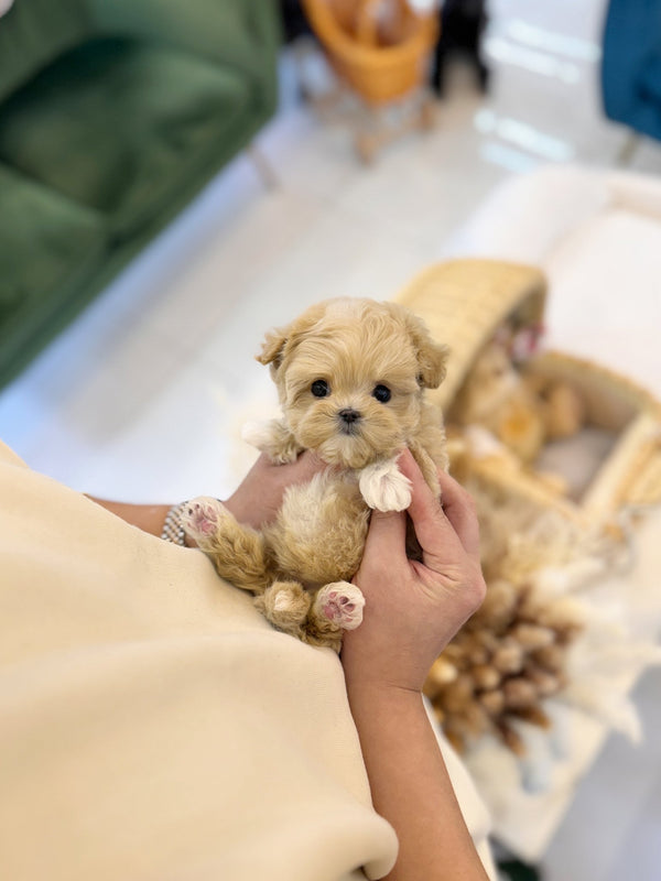 Maltipoo - Ferris(Female) - Beautiful puppy teacup puppy with adorable features available for adoption from Velydog