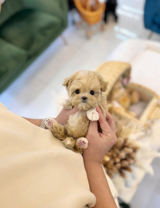 Maltipoo - Ferris(Female) - Beautiful puppy teacup puppy with adorable features available for adoption from Velydog