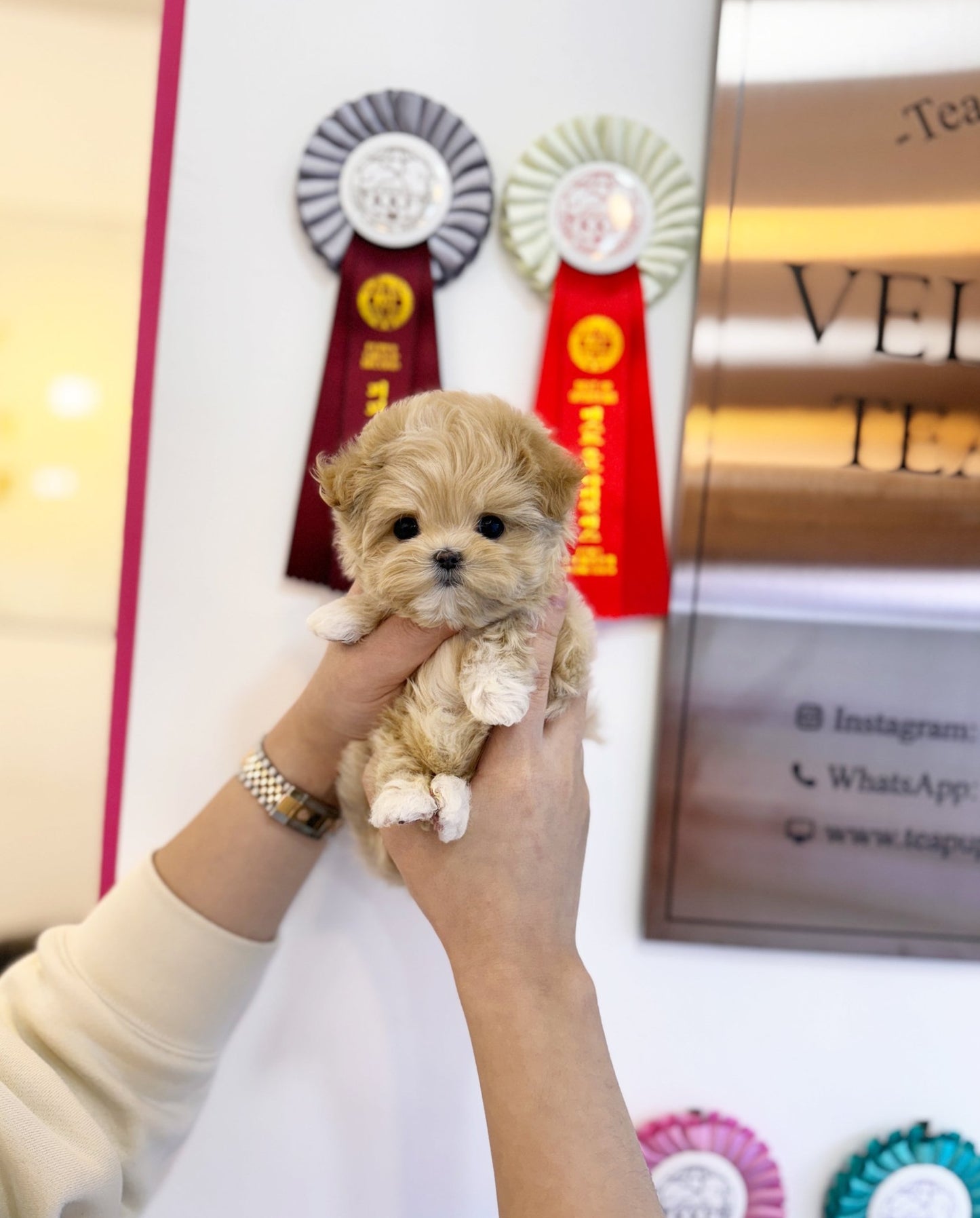 Maltipoo - Ferris(Female) - Beautiful puppy teacup puppy with adorable features available for adoption from Velydog