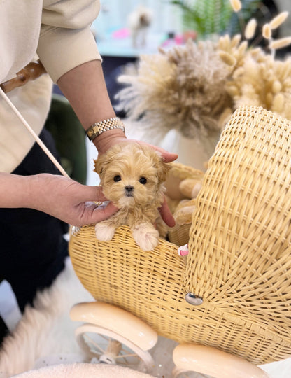 Maltipoo - Ferris(Female) - Beautiful puppy teacup puppy with adorable features available for adoption from Velydog