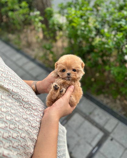 Maltipoo - Fluffy(Female) - Beautiful puppy teacup puppy with adorable features available for adoption from Velydog