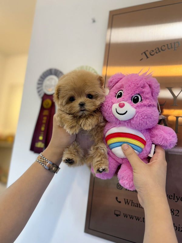 Maltipoo - Fluffy(Female) - Beautiful puppy teacup puppy with adorable features available for adoption from Velydog