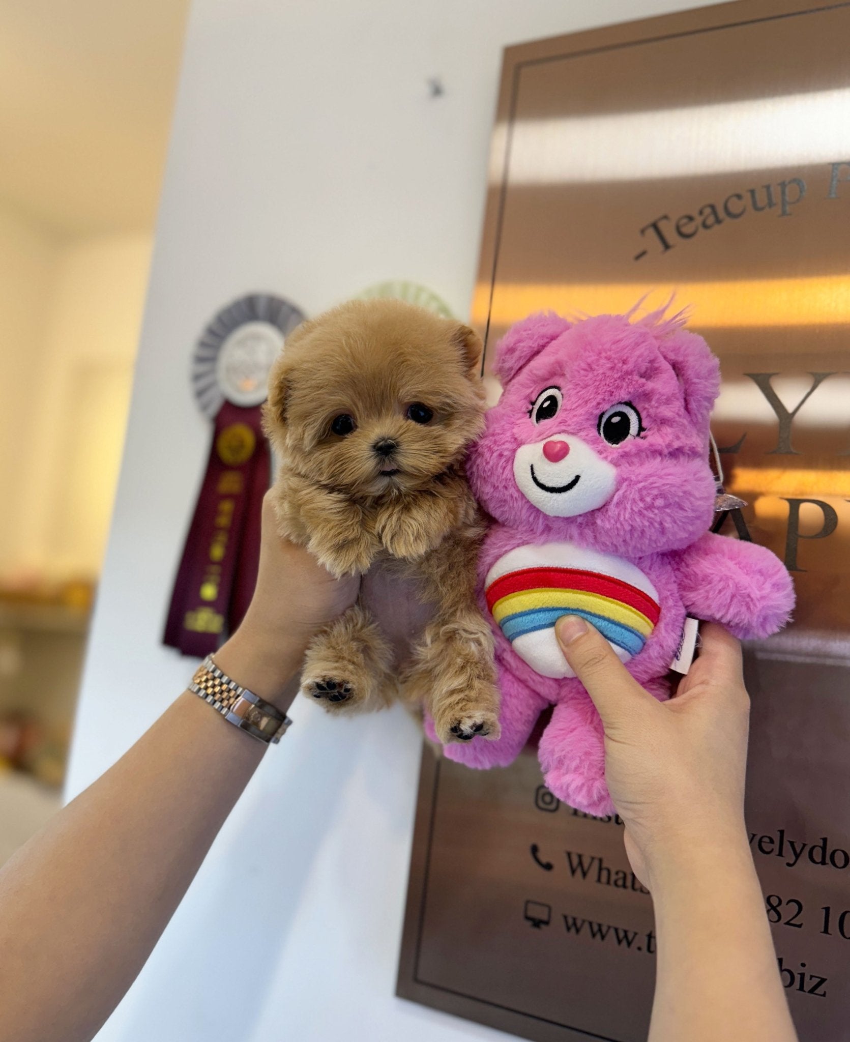 Maltipoo - Fluffy(Female) - Beautiful puppy teacup puppy with adorable features available for adoption from Velydog