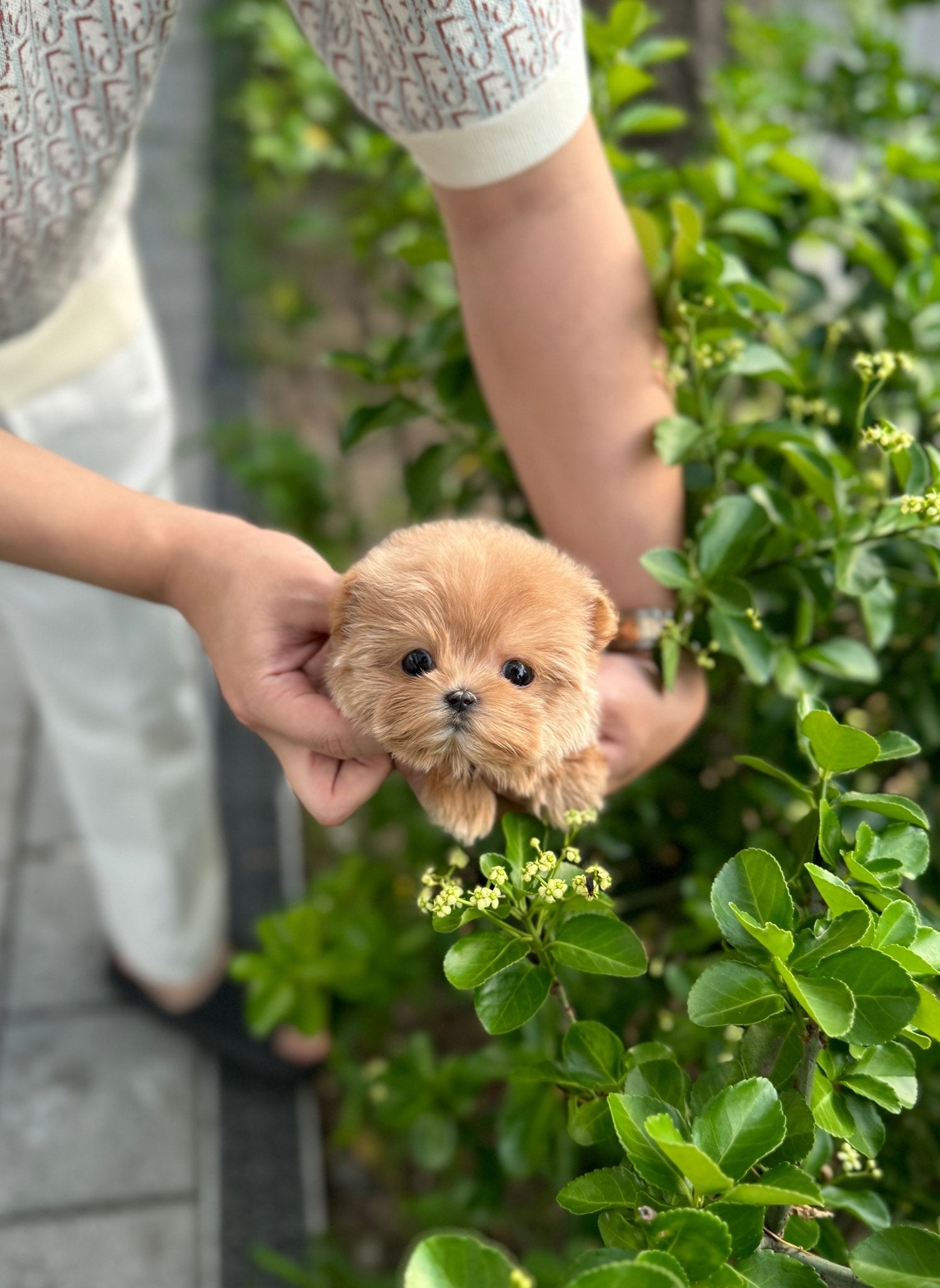 Maltipoo - Fluffy(Female) - Beautiful puppy teacup puppy with adorable features available for adoption from Velydog