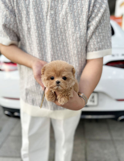 Maltipoo - Fluffy(Female) - Beautiful puppy teacup puppy with adorable features available for adoption from Velydog