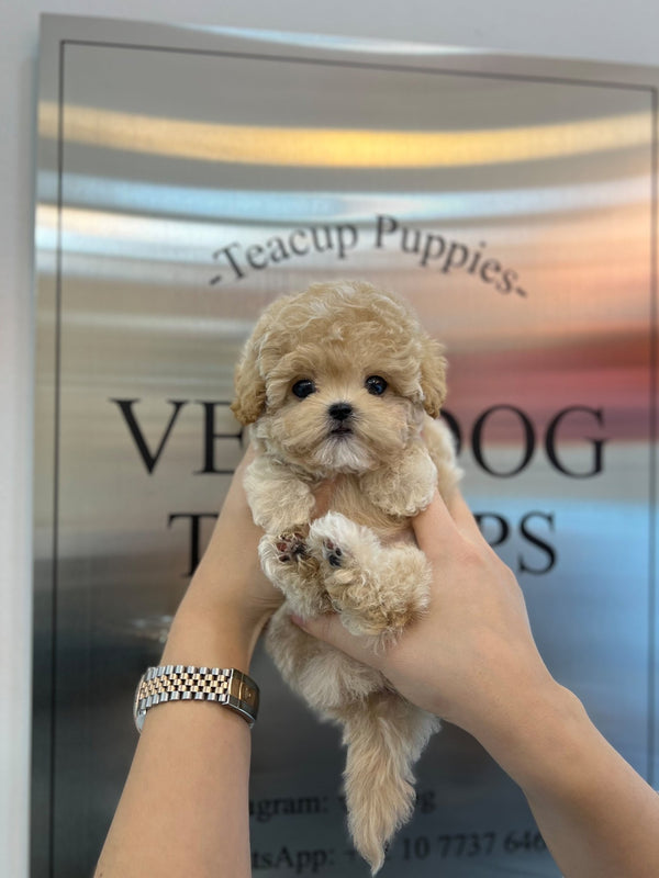 Maltipoo - Ford(Male) - Beautiful puppy teacup puppy with adorable features available for adoption from Velydog