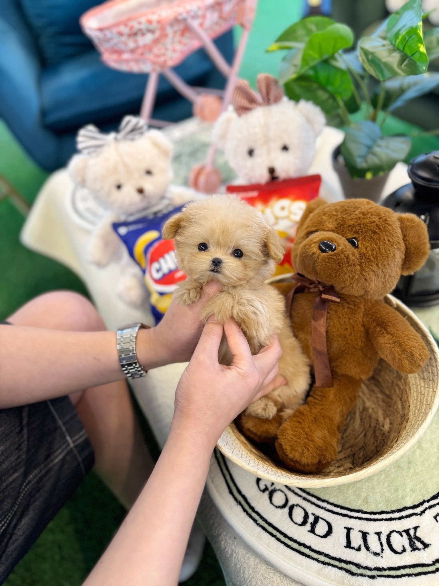 Maltipoo - Gabi(Female) - Beautiful puppy teacup puppy with adorable features available for adoption from Velydog