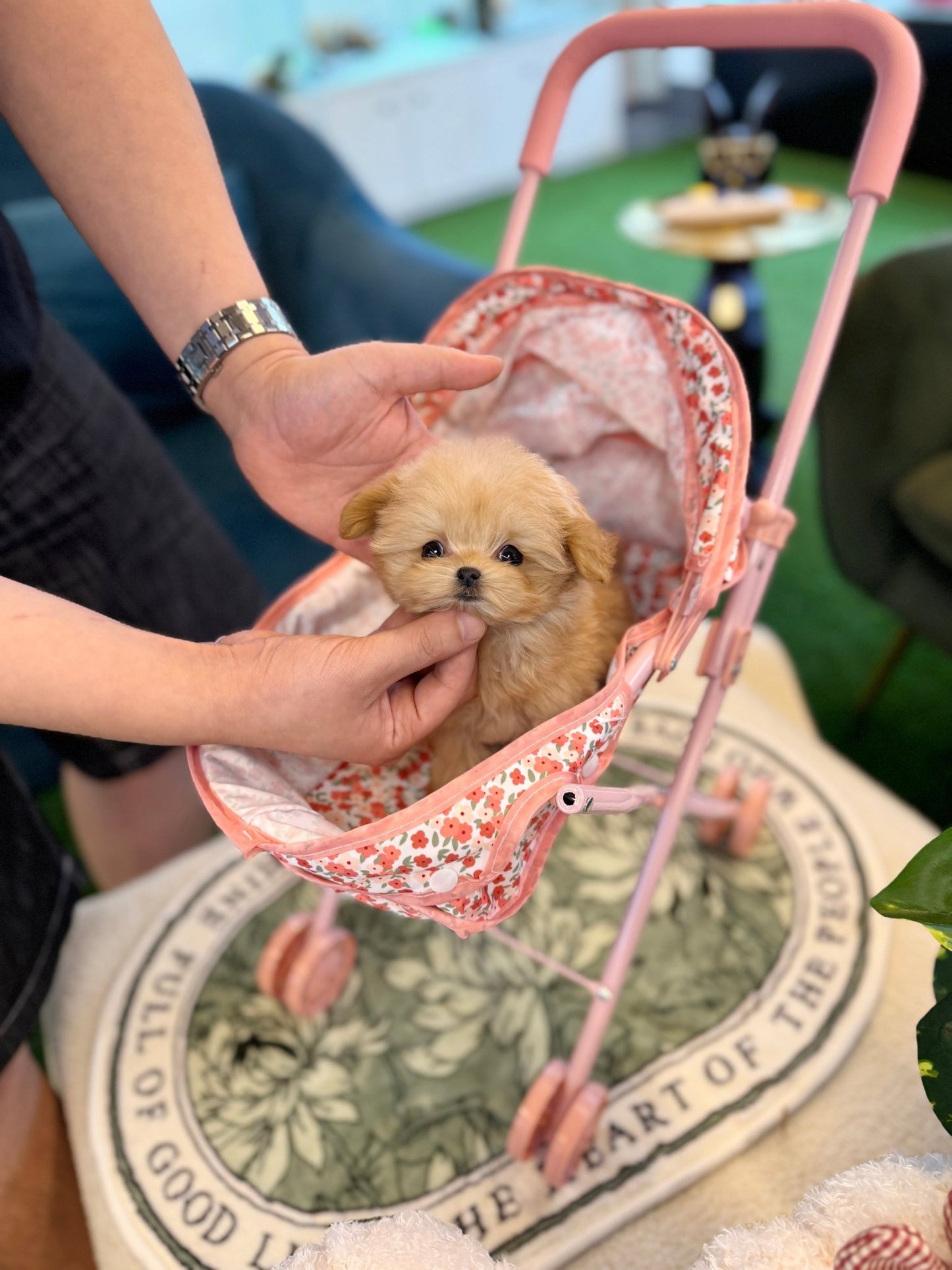 Maltipoo - Gabi(Female) - Beautiful puppy teacup puppy with adorable features available for adoption from Velydog