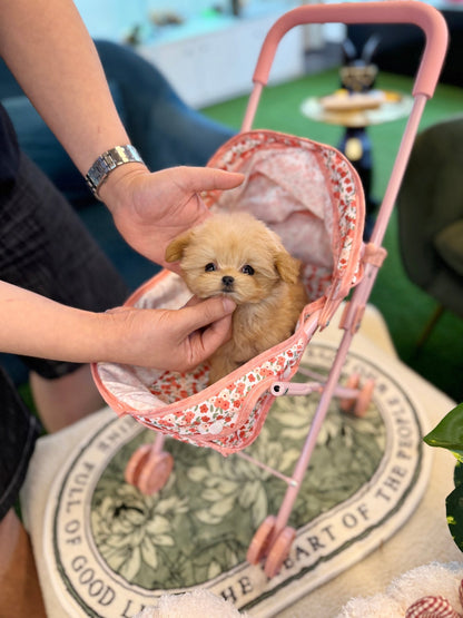 Maltipoo - Gabi(Female) - Beautiful puppy teacup puppy with adorable features available for adoption from Velydog