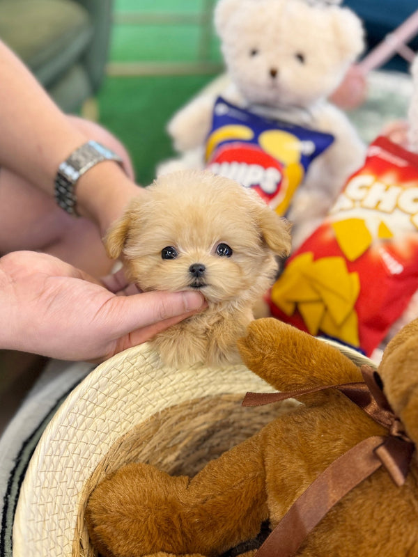 Maltipoo - Gabi(Female) - Beautiful puppy teacup puppy with adorable features available for adoption from Velydog