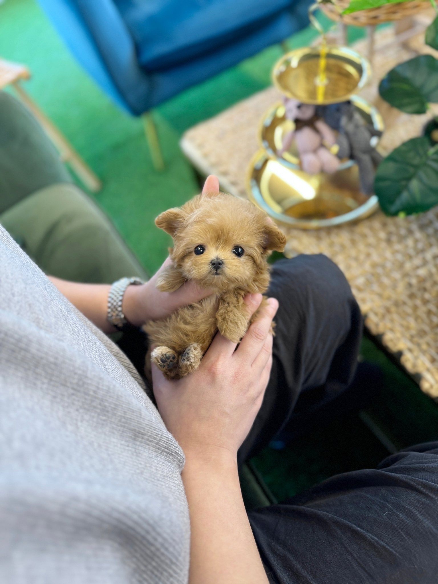 Maltipoo - Gamja(Female) - Beautiful puppy teacup puppy with adorable features available for adoption from Velydog