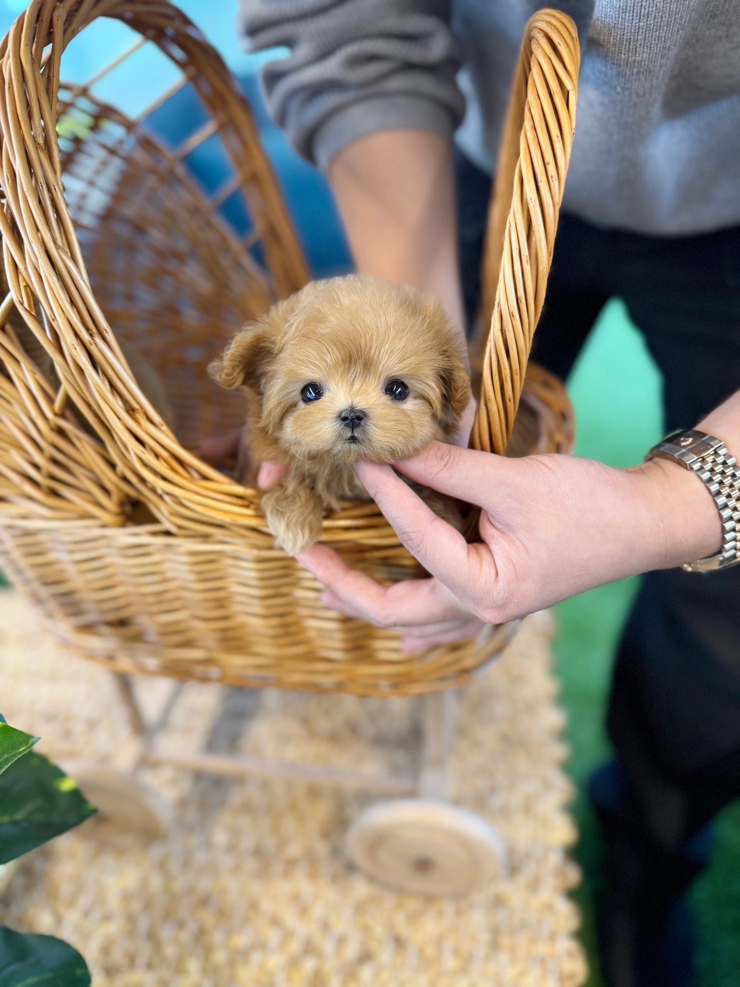 Maltipoo - Gamja(Female) - Beautiful puppy teacup puppy with adorable features available for adoption from Velydog