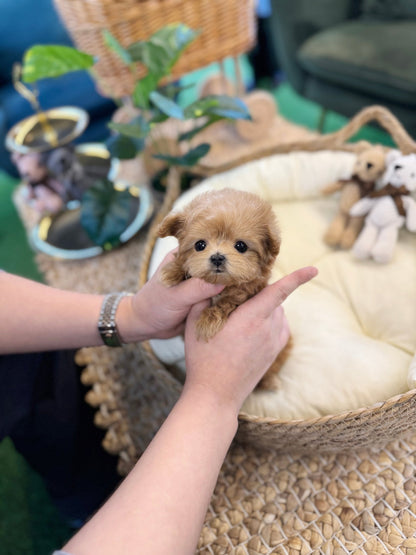 Maltipoo - Gamja(Female) - Beautiful puppy teacup puppy with adorable features available for adoption from Velydog