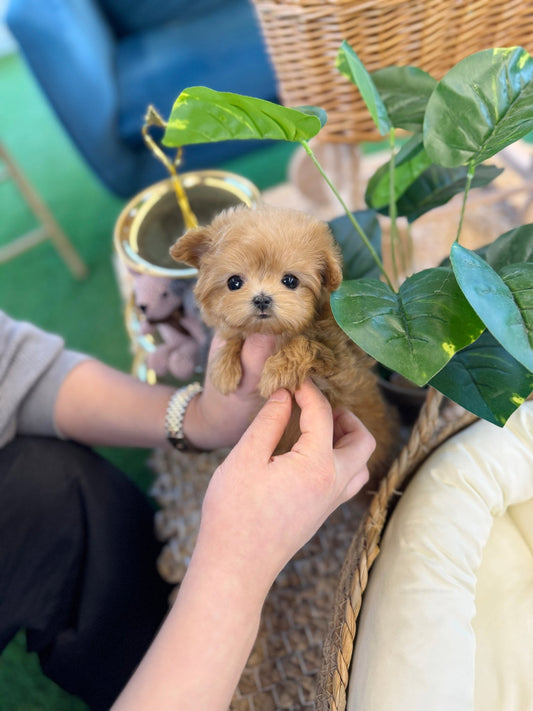 Maltipoo - Gamja(Female) - Beautiful puppy teacup puppy with adorable features available for adoption from Velydog