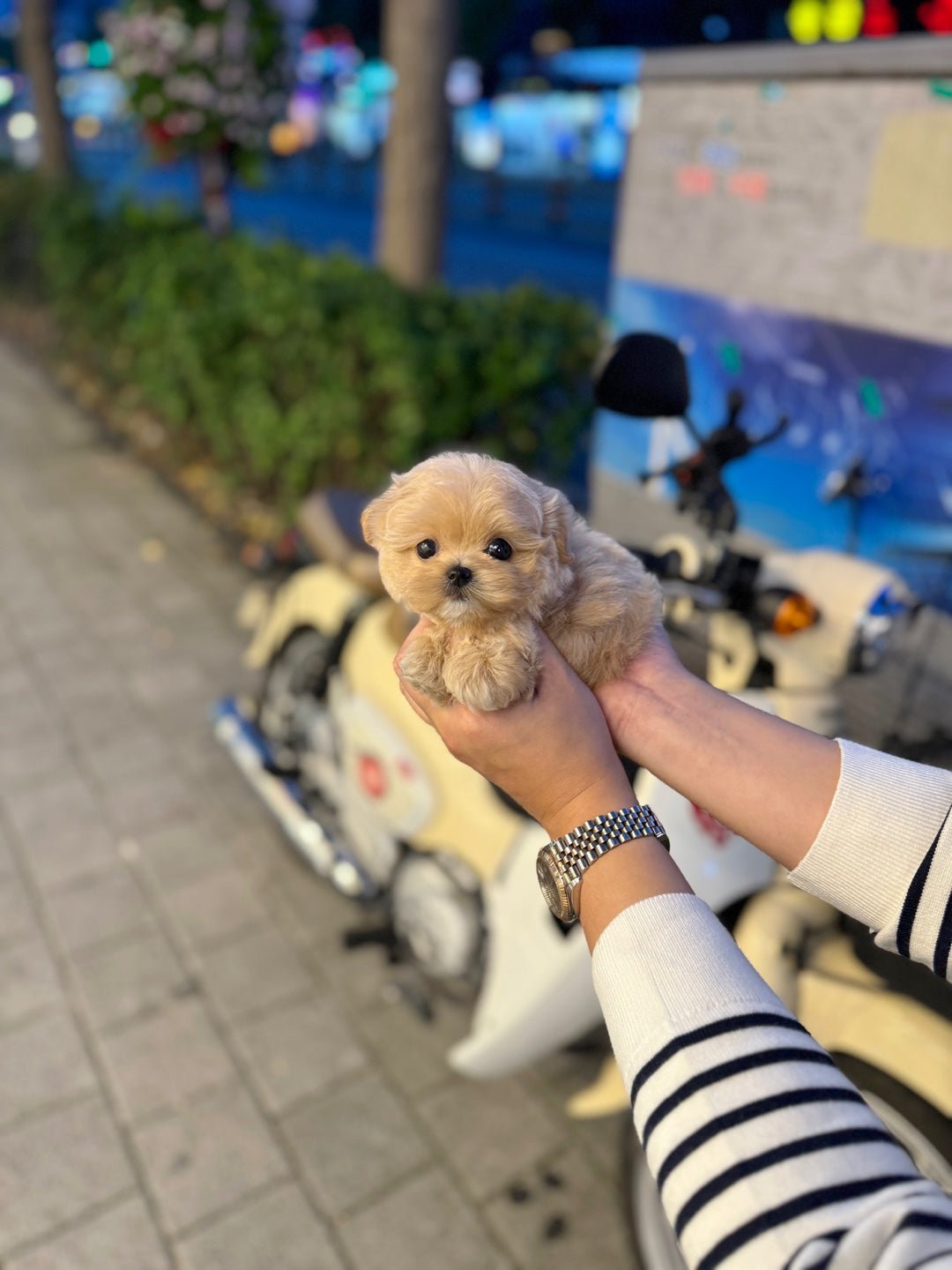 Maltipoo - Gelato(Female) - Beautiful puppy teacup puppy with adorable features available for adoption from Velydog