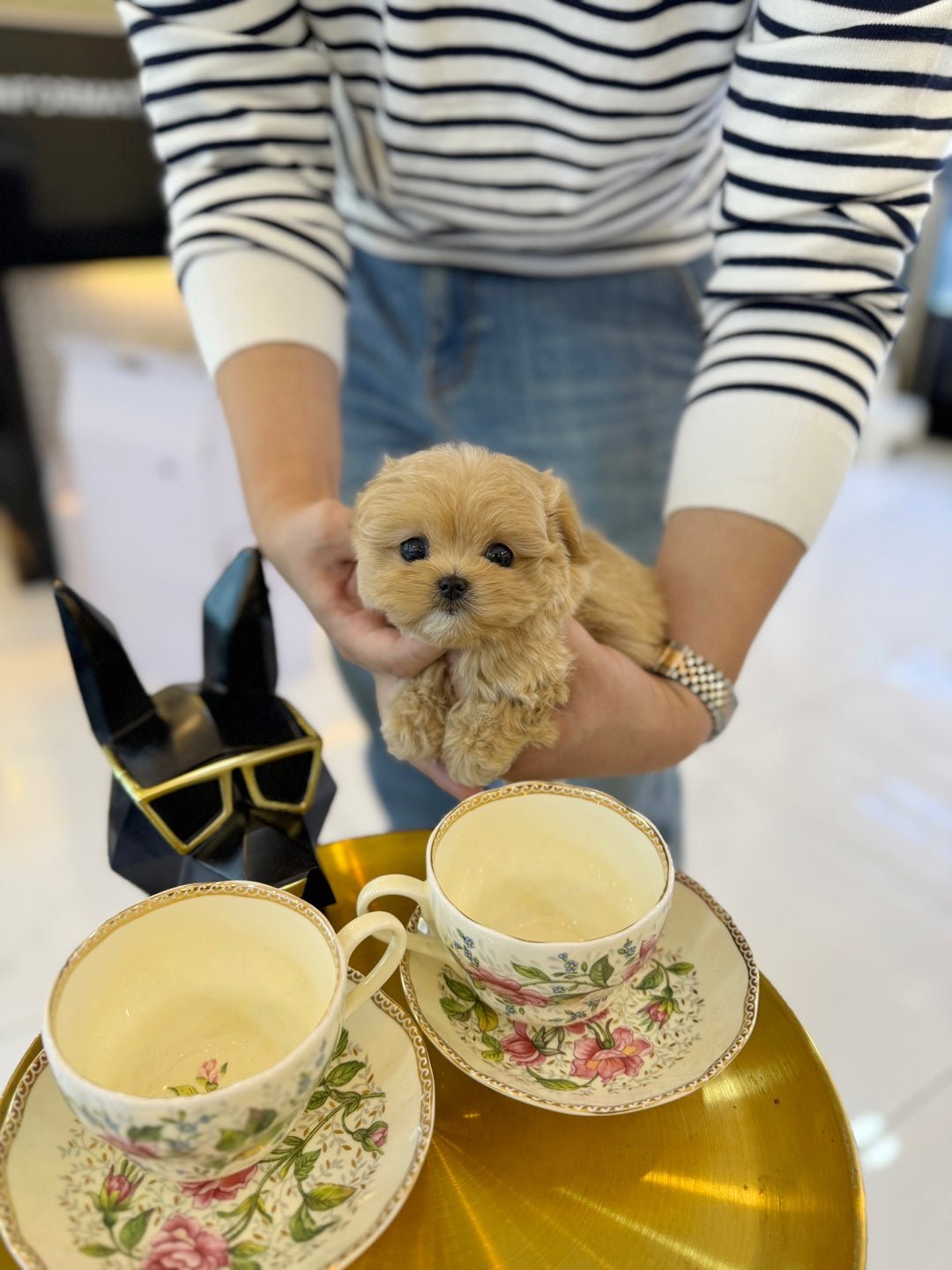 Maltipoo - Gelato(Female) - Beautiful puppy teacup puppy with adorable features available for adoption from Velydog