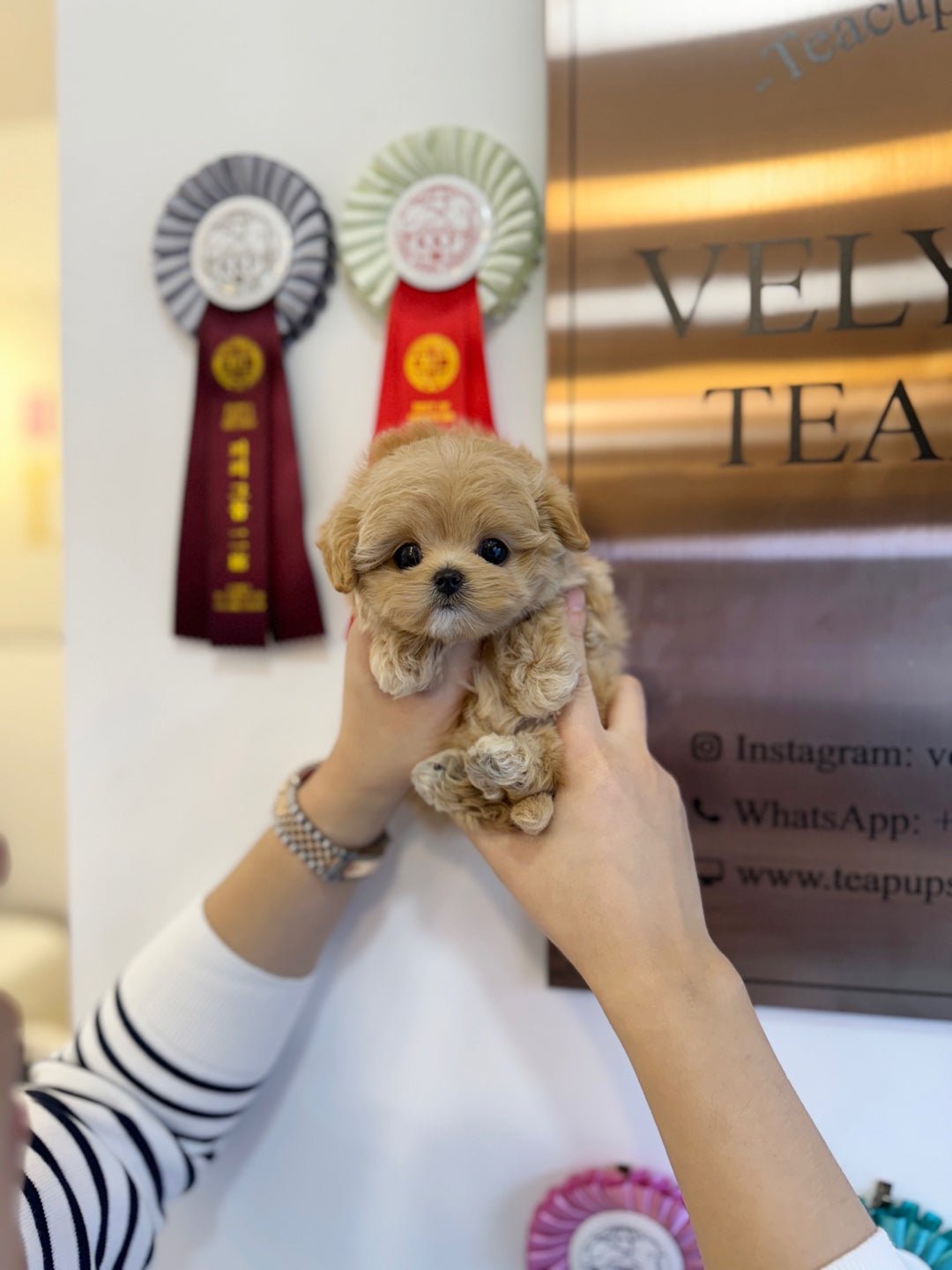 Maltipoo - Gelato(Female) - Beautiful puppy teacup puppy with adorable features available for adoption from Velydog