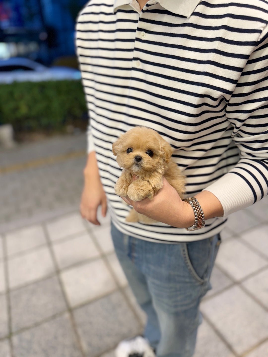 Maltipoo - Gelato(Female) - Beautiful puppy teacup puppy with adorable features available for adoption from Velydog