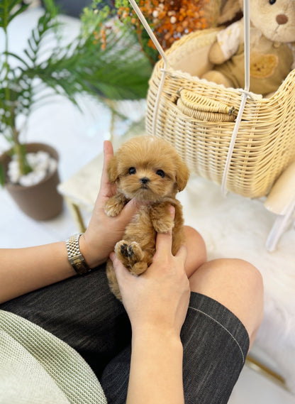 Maltipoo - Ginger(Male) - Beautiful puppy teacup puppy with adorable features available for adoption from Velydog