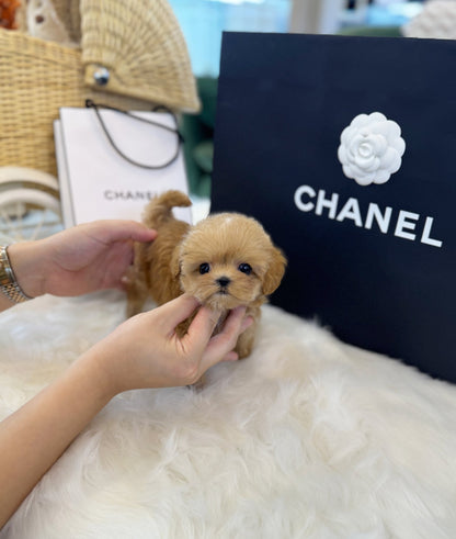 Maltipoo - Ginger(Male) - Beautiful puppy teacup puppy with adorable features available for adoption from Velydog