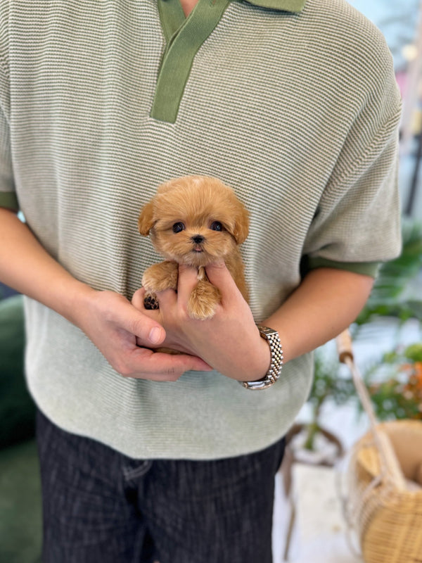 Maltipoo - Ginger(Male) - Beautiful puppy teacup puppy with adorable features available for adoption from Velydog