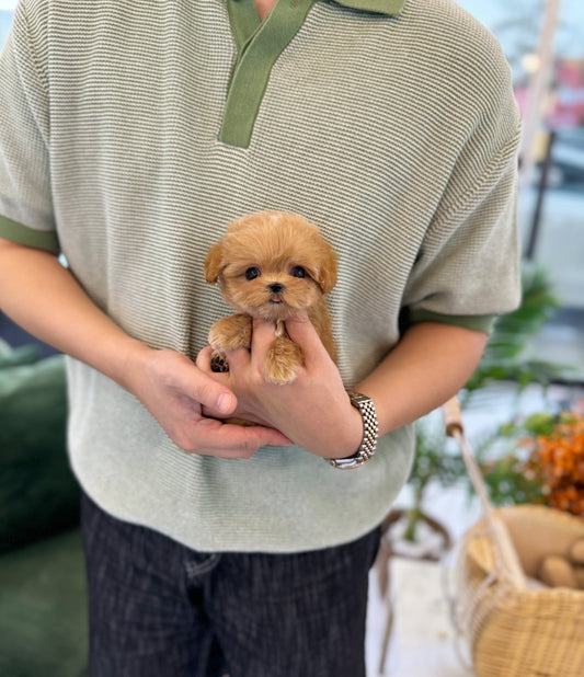 Maltipoo - Ginger(Male) - Beautiful puppy teacup puppy with adorable features available for adoption from Velydog