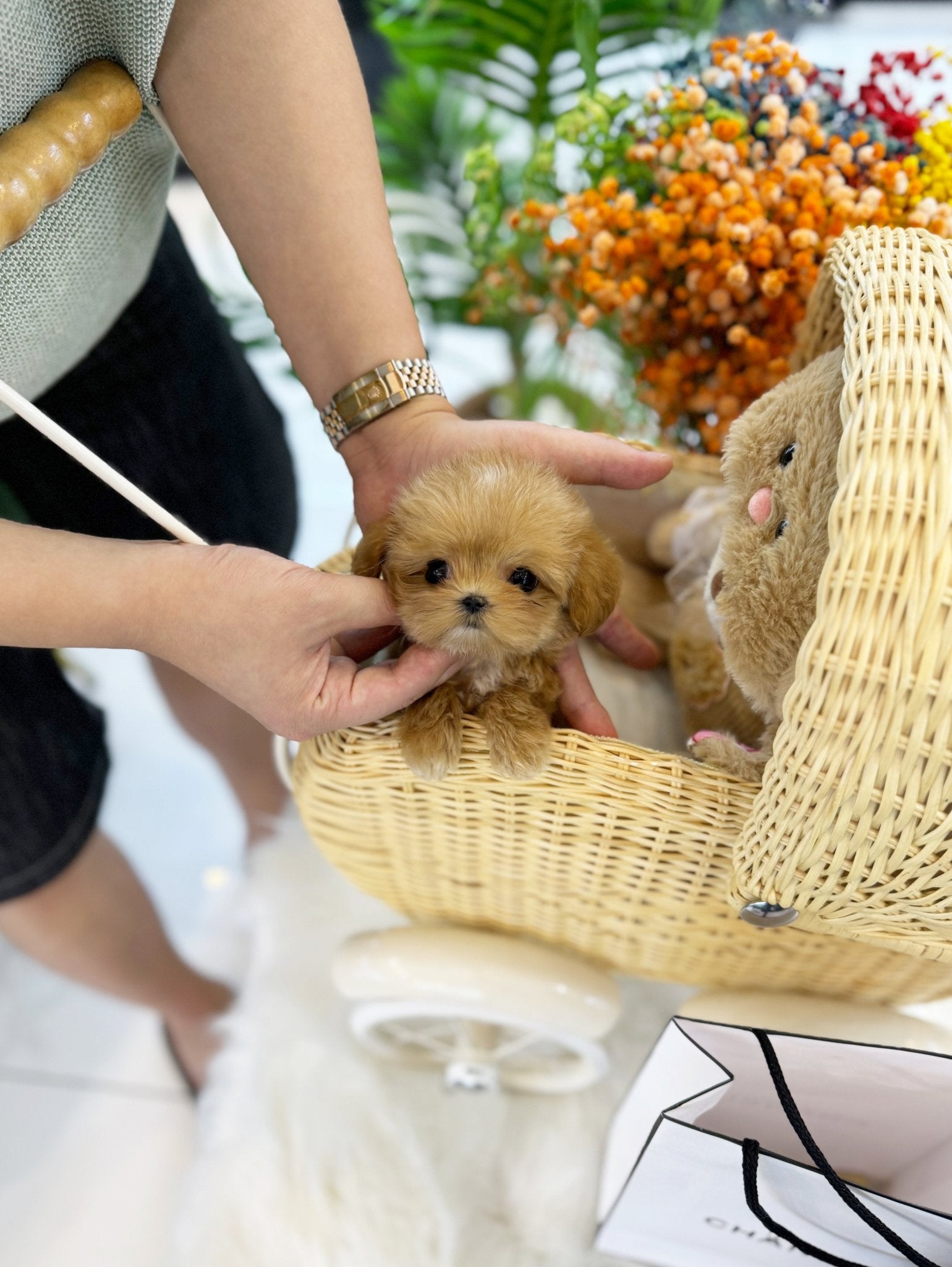 Maltipoo - Ginger(Male) - Beautiful puppy teacup puppy with adorable features available for adoption from Velydog