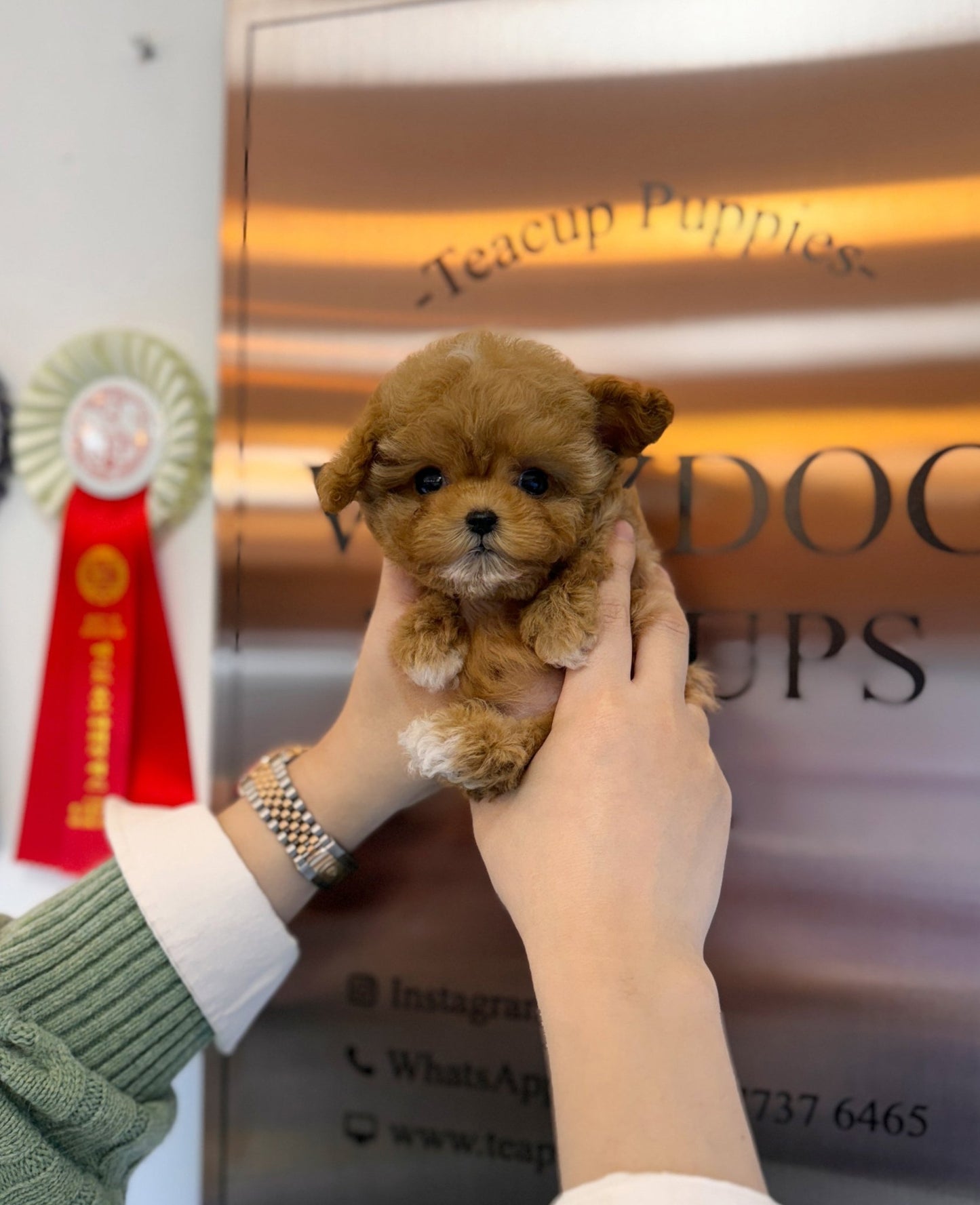 Maltipoo - Goldie(Male) - Beautiful puppy teacup puppy with adorable features available for adoption from Velydog