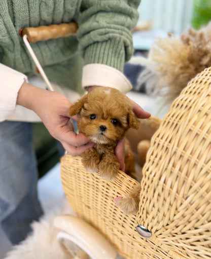 Maltipoo - Goldie(Male) - Beautiful puppy teacup puppy with adorable features available for adoption from Velydog