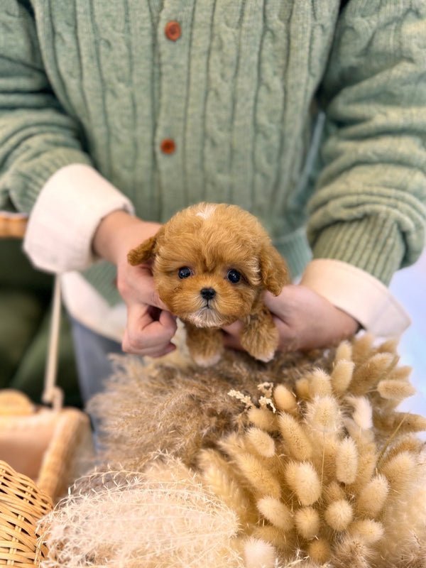 Maltipoo - Goldie(Male) - Beautiful puppy teacup puppy with adorable features available for adoption from Velydog