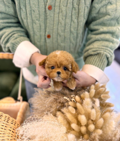 Maltipoo - Goldie(Male) - Beautiful puppy teacup puppy with adorable features available for adoption from Velydog