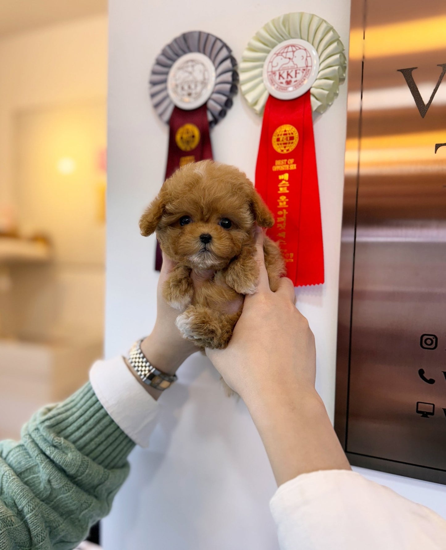 Maltipoo - Goldie(Male) - Beautiful puppy teacup puppy with adorable features available for adoption from Velydog