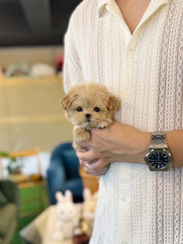 Maltipoo - Gracie(Female) - Beautiful puppy teacup puppy with adorable features available for adoption from Velydog