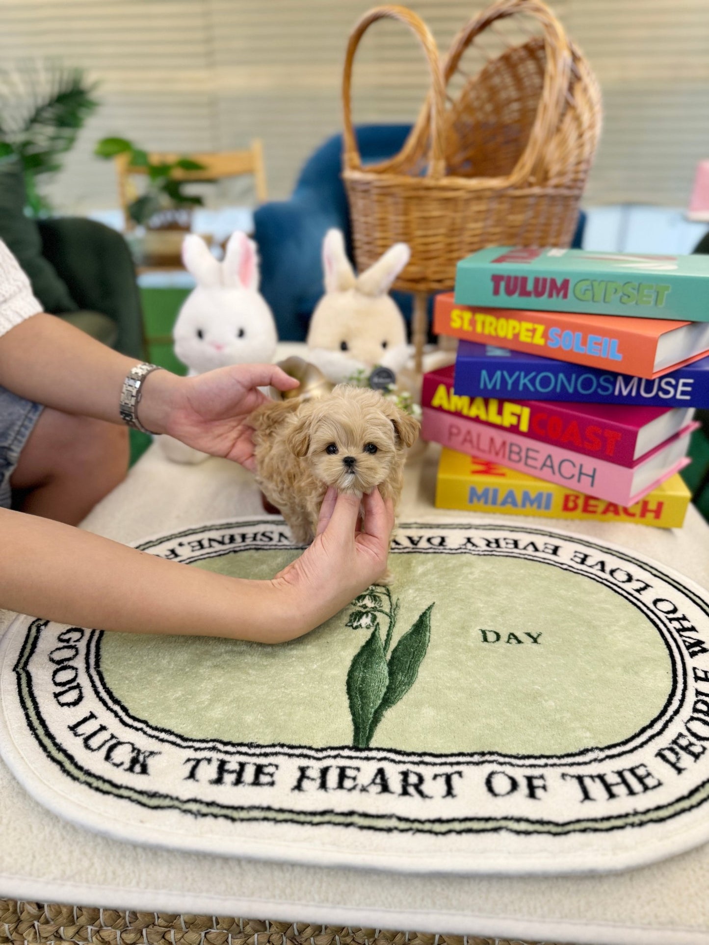 Maltipoo - Gracie(Female) - Beautiful puppy teacup puppy with adorable features available for adoption from Velydog