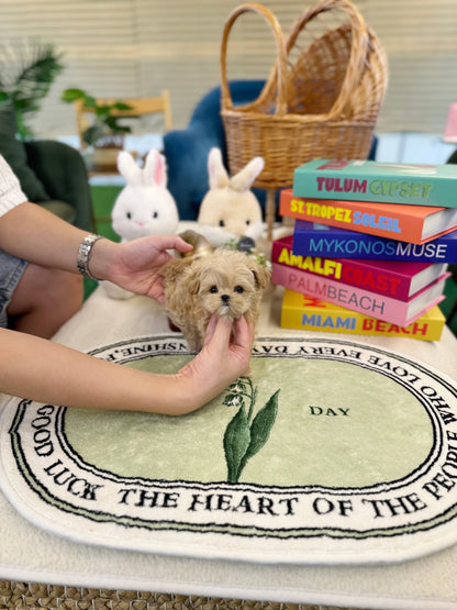 Maltipoo - Gracie(Female) - Beautiful puppy teacup puppy with adorable features available for adoption from Velydog