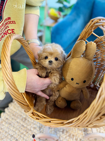 Maltipoo - Grape(Female) - Beautiful puppy teacup puppy with adorable features available for adoption from Velydog