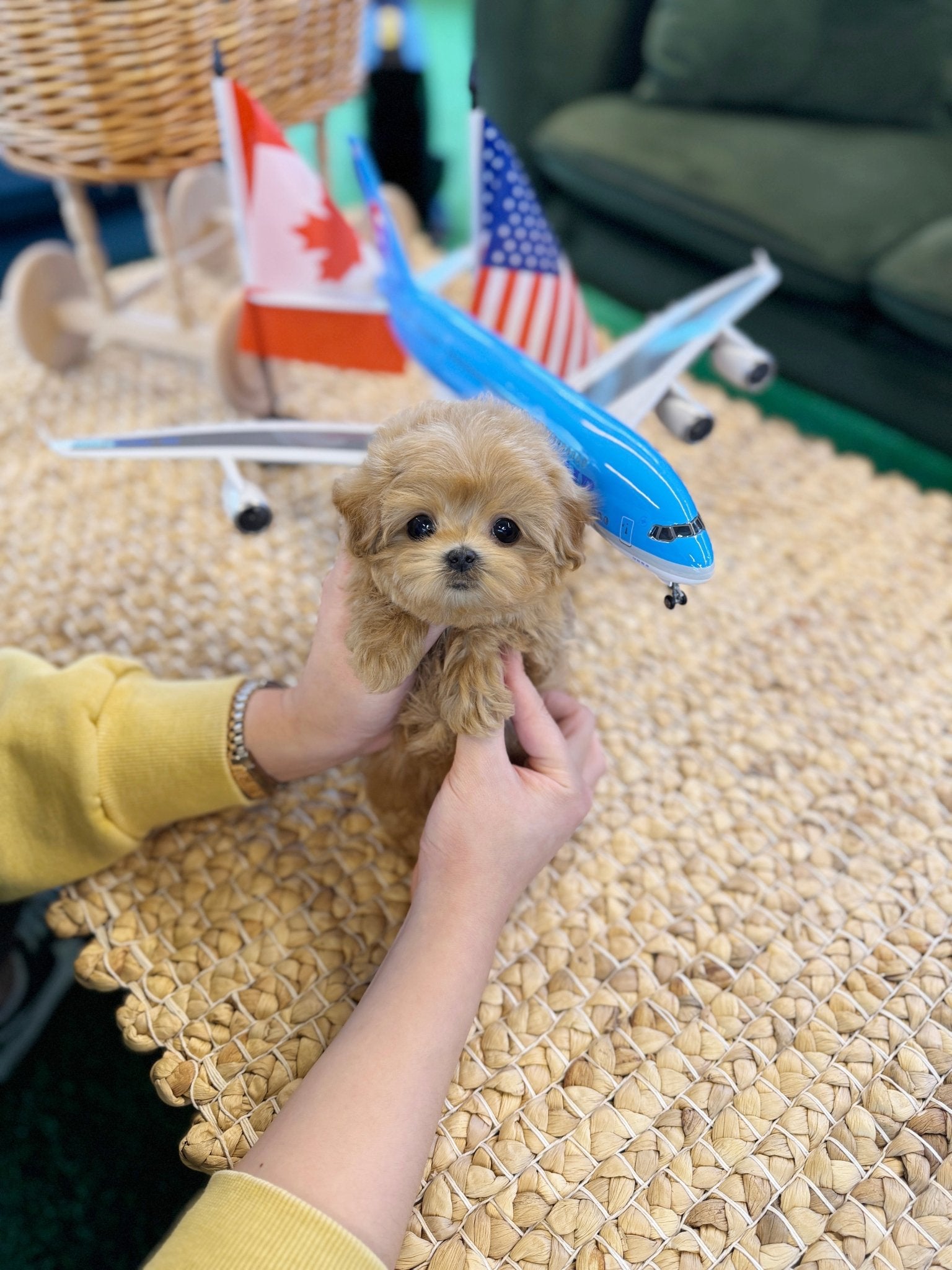 Maltipoo - Grape(Female) - Beautiful puppy teacup puppy with adorable features available for adoption from Velydog