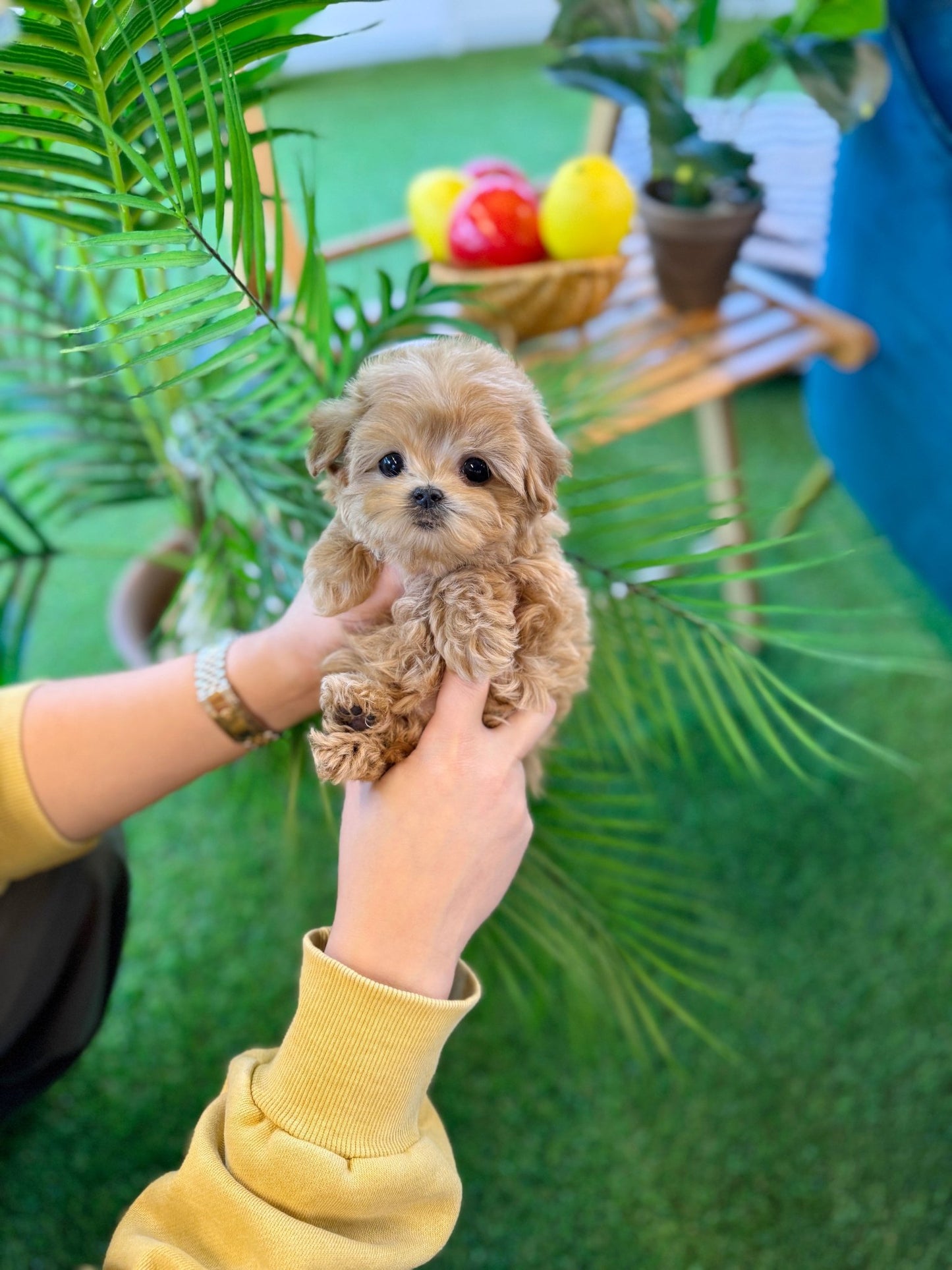 Maltipoo - Grape(Female) - Beautiful puppy teacup puppy with adorable features available for adoption from Velydog