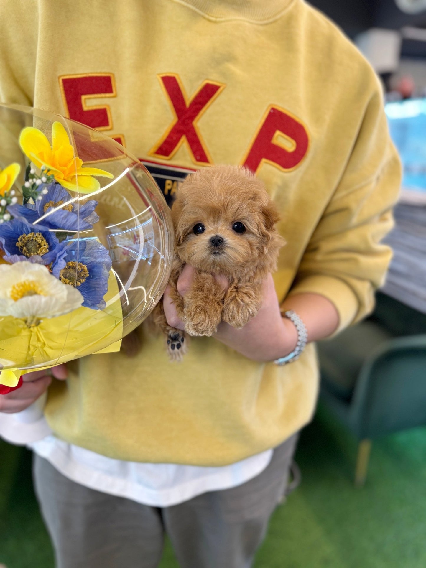 Maltipoo - Grape(Female) - Beautiful puppy teacup puppy with adorable features available for adoption from Velydog