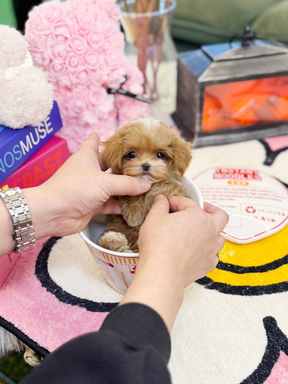 Maltipoo - Halo(Female) - Beautiful puppy teacup puppy with adorable features available for adoption from Velydog