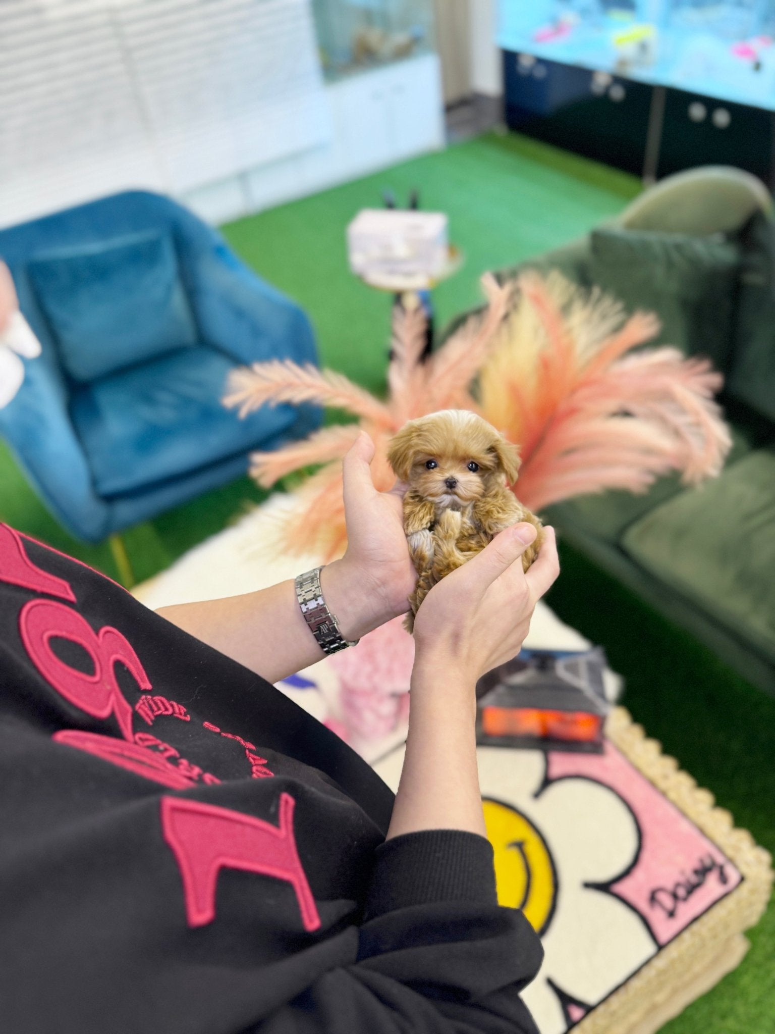 Maltipoo - Halo(Female) - Beautiful puppy teacup puppy with adorable features available for adoption from Velydog