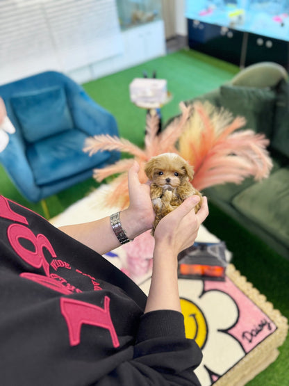 Maltipoo - Halo(Female) - Beautiful puppy teacup puppy with adorable features available for adoption from Velydog