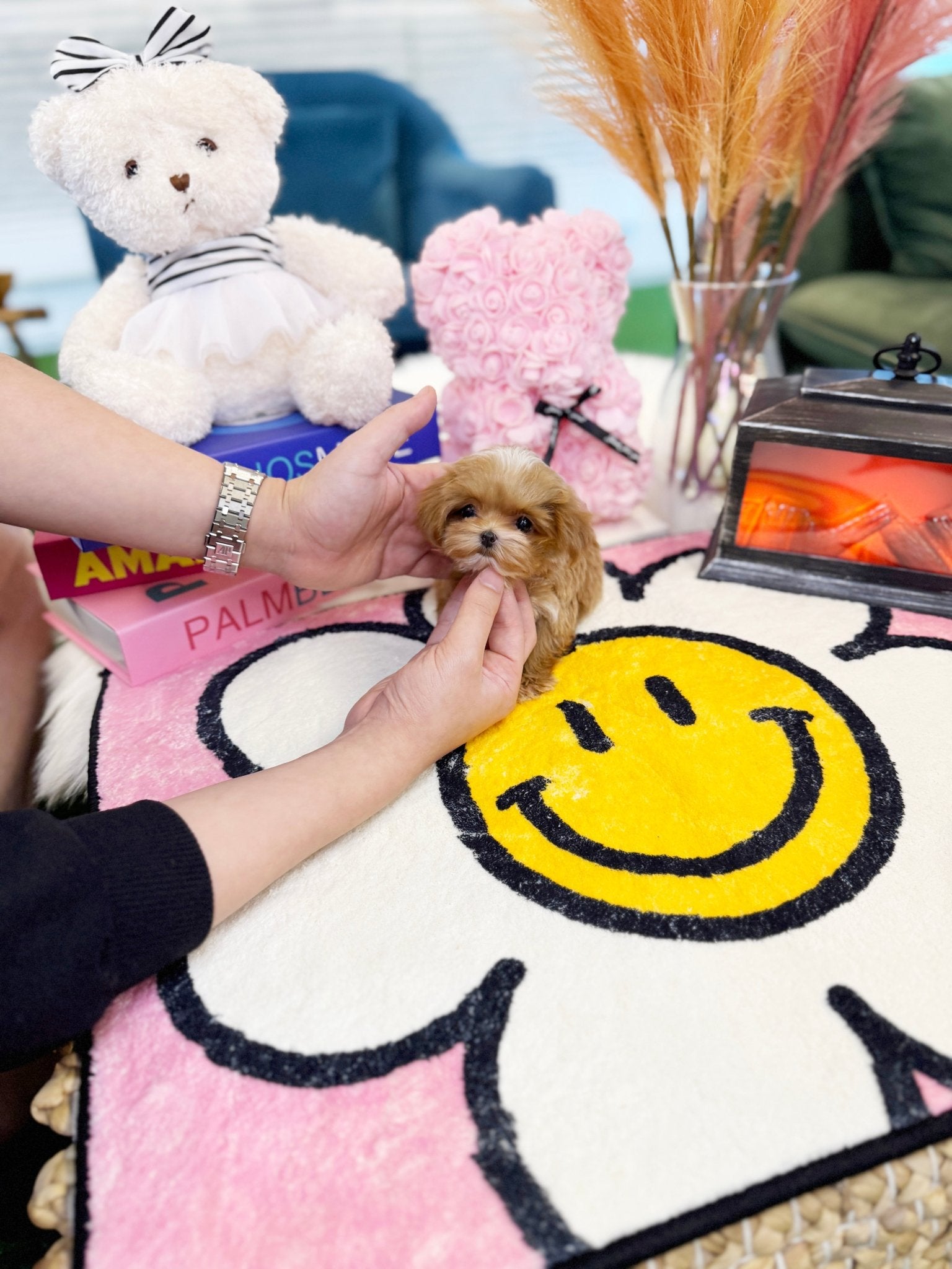 Maltipoo - Halo(Female) - Beautiful puppy teacup puppy with adorable features available for adoption from Velydog